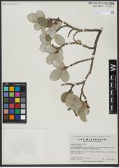 Foto von Salix vestita Pursh